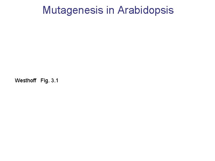 Mutagenesis in Arabidopsis Westhoff Fig. 3. 1 