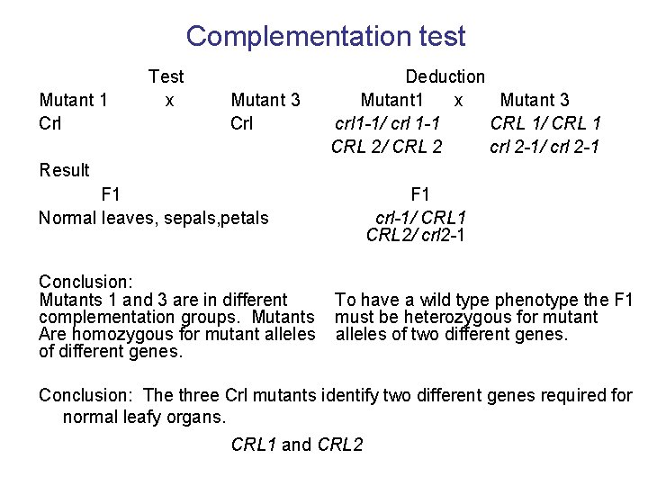 Complementation test Test Mutant 1 x Crl Deduction Mutant 3 Mutant 1 x Mutant