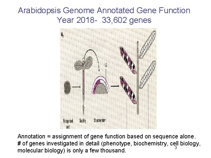 Arabidopsis Genome Annotated Gene Function Year 2018 - 33, 602 genes Annotation = assignment