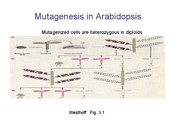 Mutagenesis in Arabidopsis Mutagenized cells are heterozygous in diploids Westhoff Fig. 3. 1 