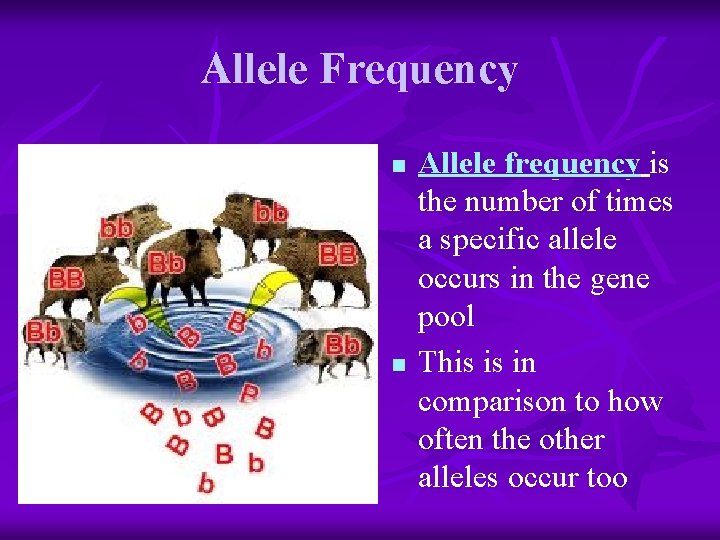 Allele Frequency n n Allele frequency is the number of times a specific allele