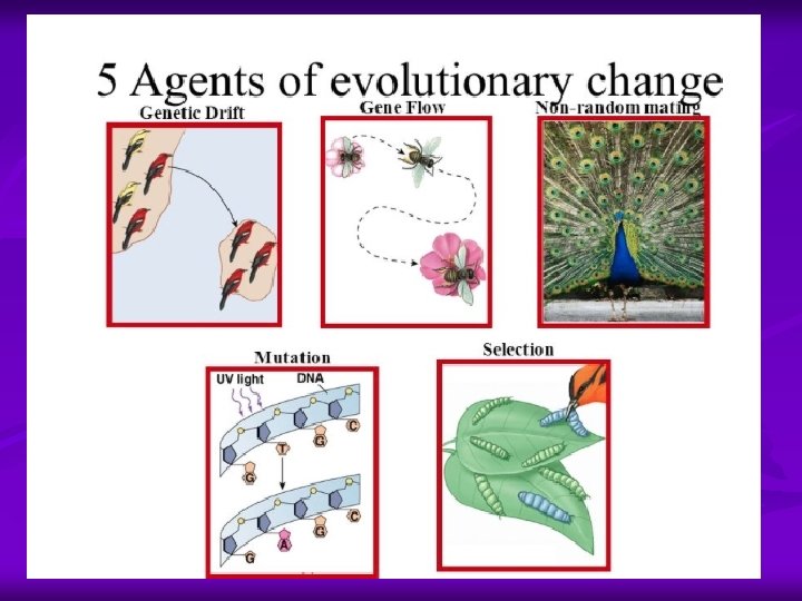 Five conditions that affect the relative frequency of alleles n This is known as