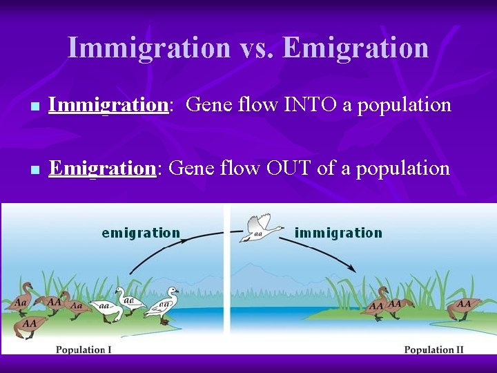 Immigration vs. Emigration n Immigration: Gene flow INTO a population n Emigration: Gene flow