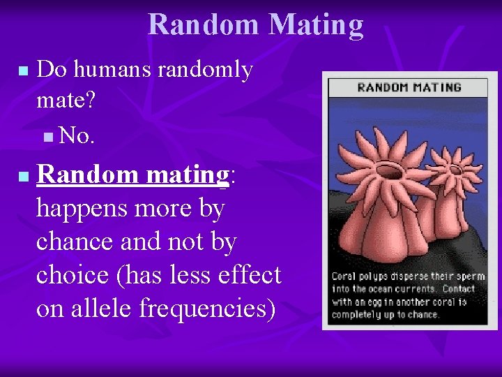 Random Mating n n Do humans randomly mate? n No. Random mating: happens more