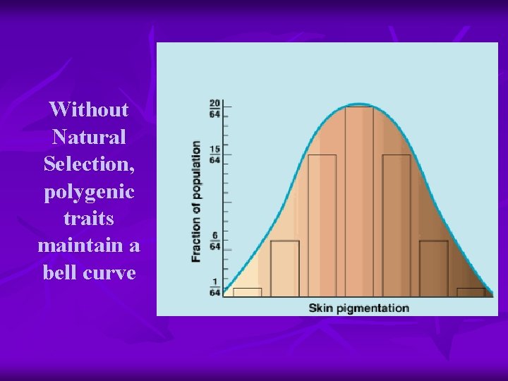 Without Natural Selection, polygenic traits maintain a bell curve 