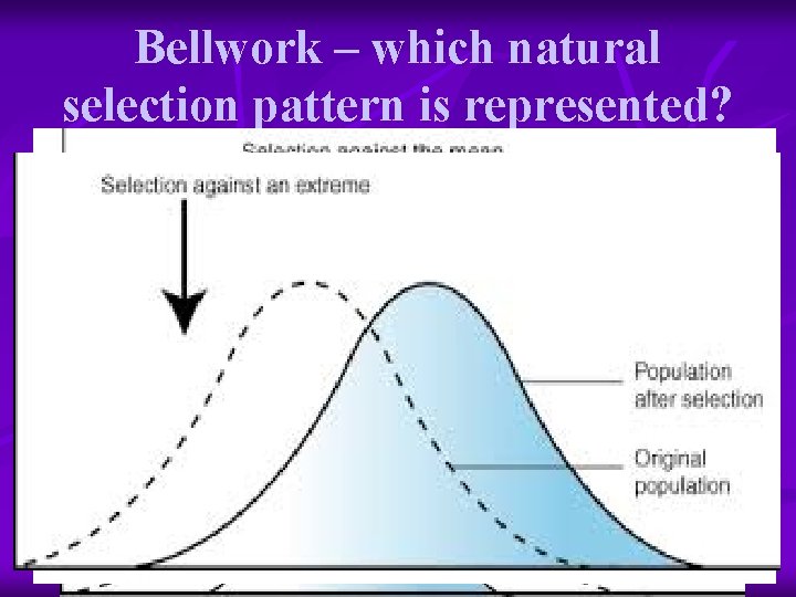 Bellwork – which natural selection pattern is represented? 