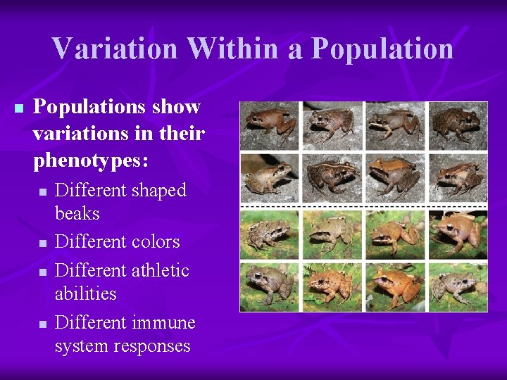 Variation Within a Population n Populations show variations in their phenotypes: n n Different