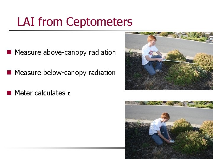 LAI from Ceptometers n Measure above-canopy radiation n Measure below-canopy radiation n Meter calculates