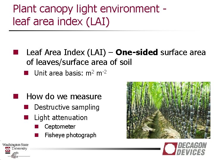 Plant canopy light environment leaf area index (LAI) n Leaf Area Index (LAI) –