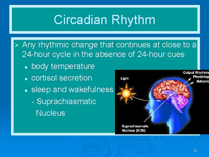 Circadian Rhythm Ø Any rhythmic change that continues at close to a 24 -hour