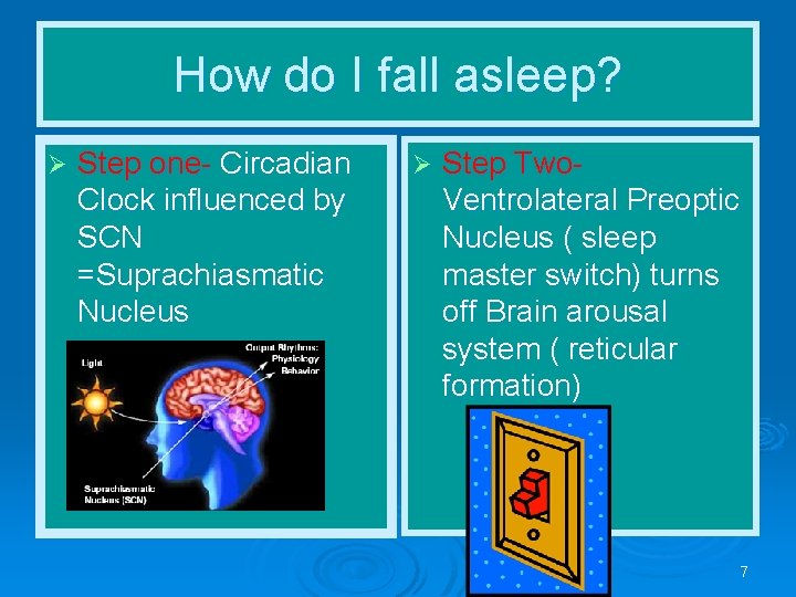 How do I fall asleep? Ø Step one- Circadian Clock influenced by SCN =Suprachiasmatic