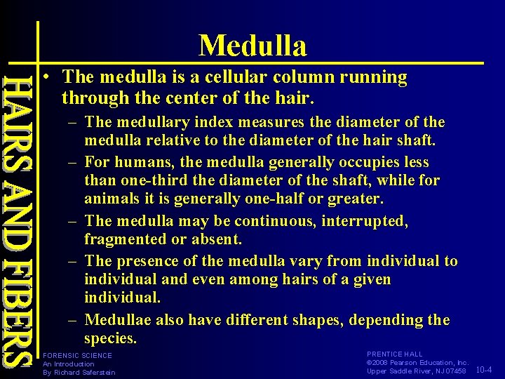 Medulla • The medulla is a cellular column running through the center of the