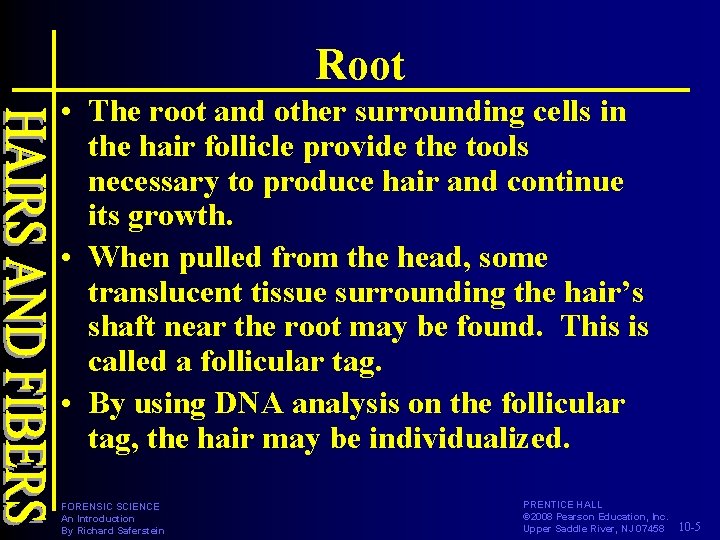 Root • The root and other surrounding cells in the hair follicle provide the