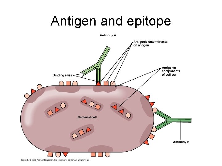 Antigen and epitope 