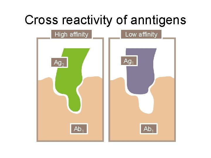 Cross reactivity of anntigens High affinity Low affinity Ag 2 Ag 1 Ab 1