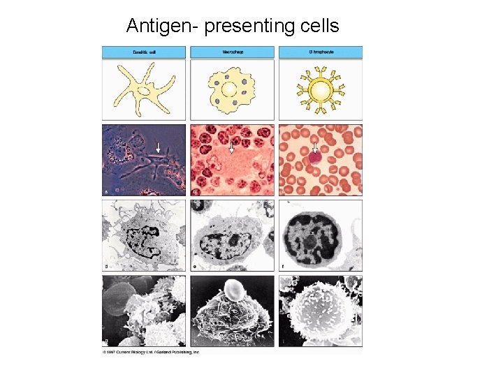 Antigen- presenting cells 