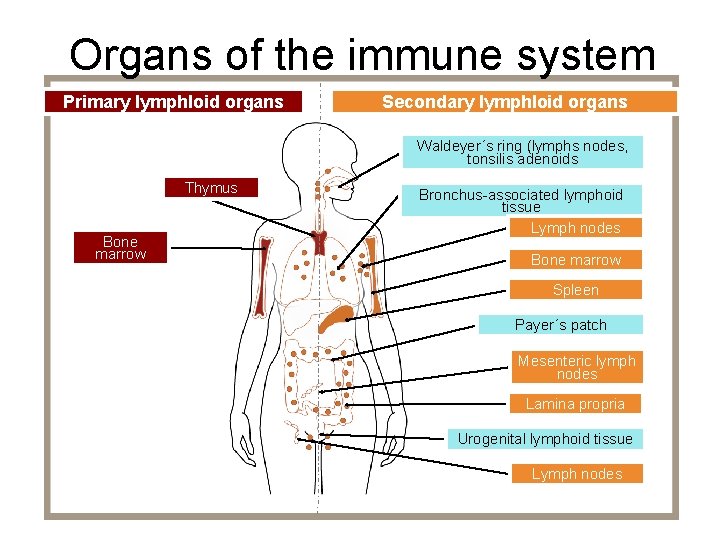 Organs of the immune system Primary lymphloid organs Secondary lymphloid organs Waldeyer´s ring (lymphs