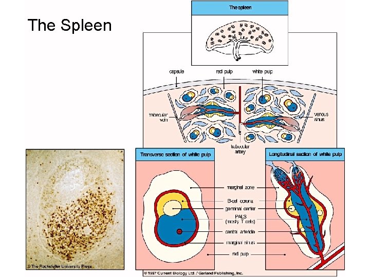 The Spleen 