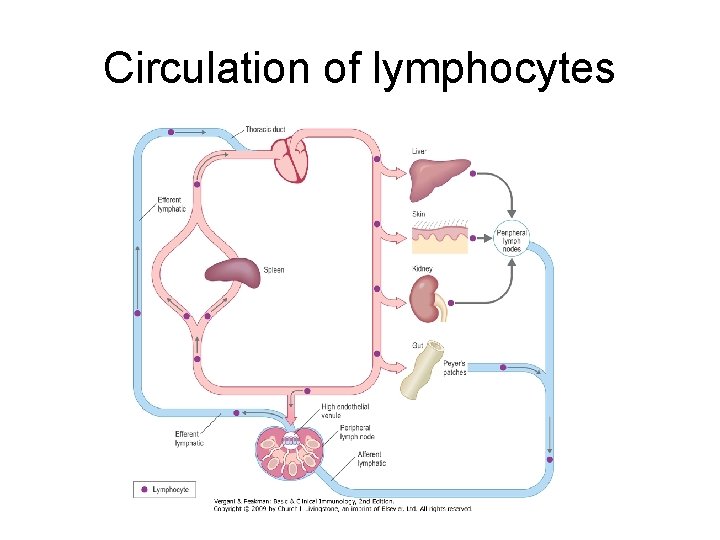 Circulation of lymphocytes 