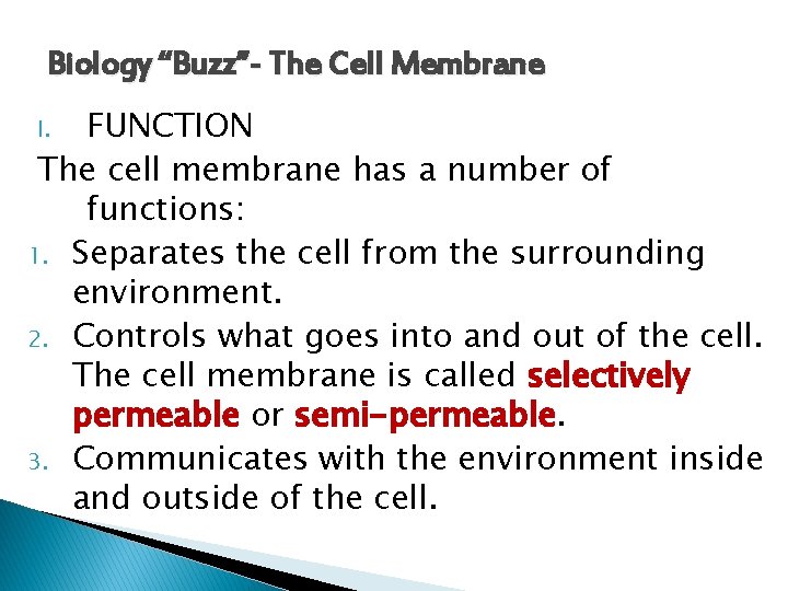 Biology “Buzz”- The Cell Membrane FUNCTION The cell membrane has a number of functions: