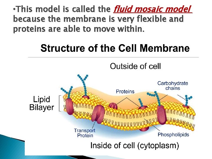  • This model is called the fluid mosaic model because the membrane is