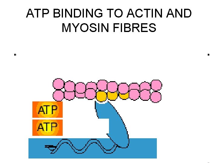 ATP BINDING TO ACTIN AND MYOSIN FIBRES 