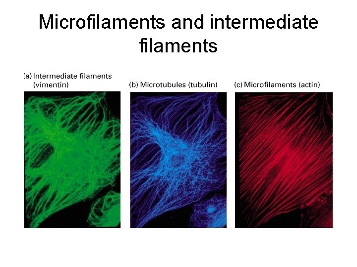 Microfilaments and intermediate filaments 