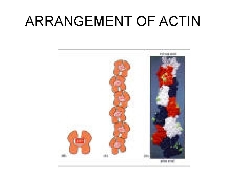 ARRANGEMENT OF ACTIN 