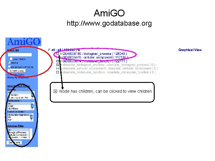 Ami. GO http: //www. godatabase. org Node has children, can be clicked to view