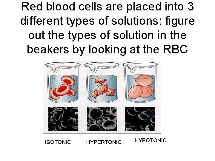 Red blood cells are placed into 3 different types of solutions: figure out the