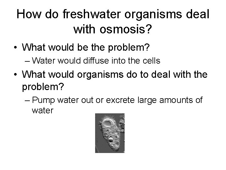 How do freshwater organisms deal with osmosis? • What would be the problem? –