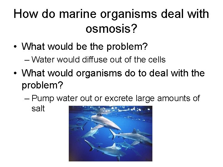 How do marine organisms deal with osmosis? • What would be the problem? –