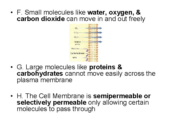 • F. Small molecules like water, oxygen, & carbon dioxide can move in