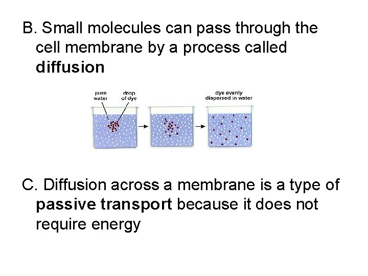 B. Small molecules can pass through the cell membrane by a process called diffusion