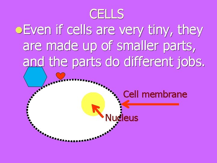 CELLS Even if cells are very tiny, they are made up of smaller parts,