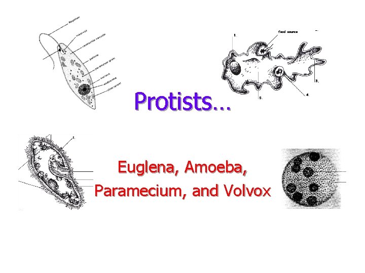 Protists… Euglena, Amoeba, Paramecium, and Volvox 