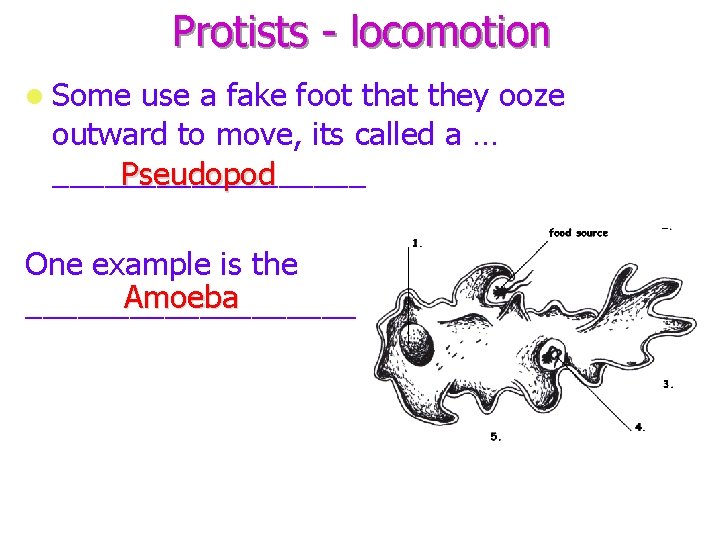 Protists - locomotion Some use a fake foot that they ooze outward to move,