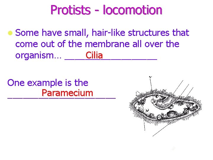Protists - locomotion Some have small, hair-like structures that come out of the membrane