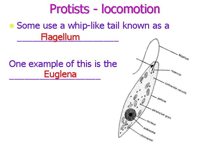 Protists - locomotion Some use a whip-like tail known as a __________ Flagellum One