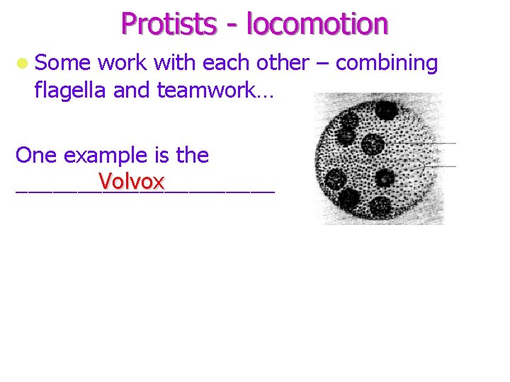 Protists - locomotion Some work with each other – combining flagella and teamwork… One