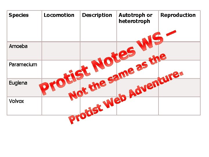 Species Amoeba Paramecium Euglena Volvox Locomotion Description Autotroph or heterotroph Reproduction 