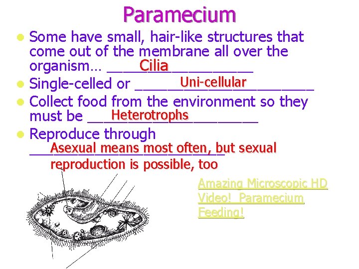 Paramecium Some have small, hair-like structures that come out of the membrane all over