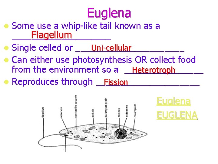 Euglena Some use a whip-like tail known as a Flagellum __________ Uni-cellular Single celled