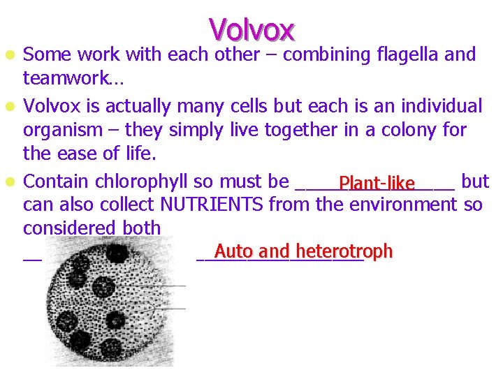 Volvox Some work with each other – combining flagella and teamwork… Volvox is actually