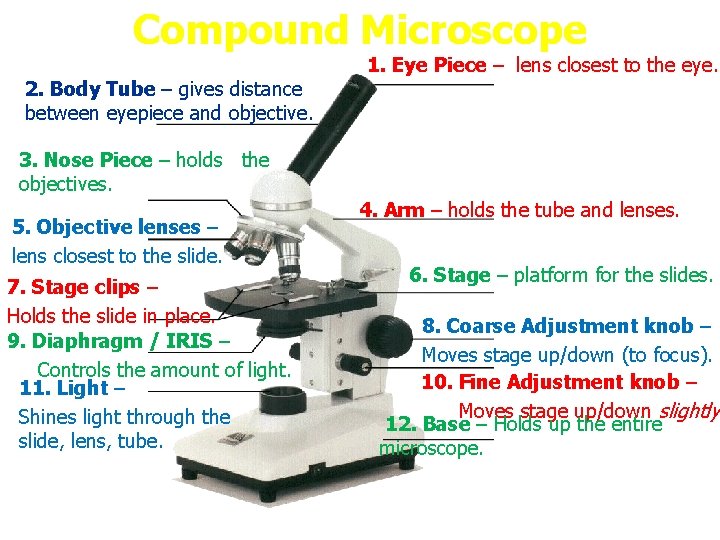 Compound Microscope 2. Body Tube – gives distance between eyepiece and objective. 1. Eye