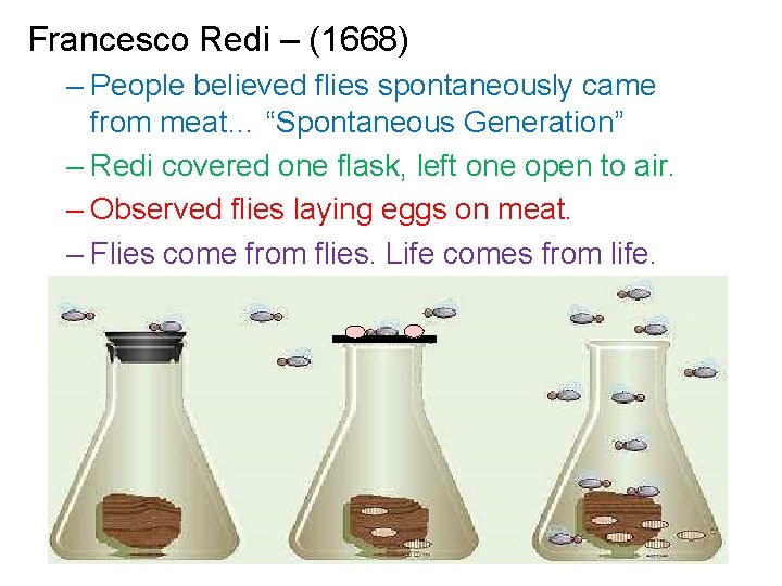 Francesco Redi – (1668) – People believed flies spontaneously came from meat… “Spontaneous Generation”