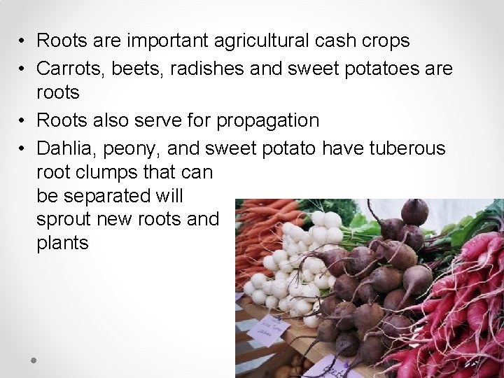  • Roots are important agricultural cash crops • Carrots, beets, radishes and sweet