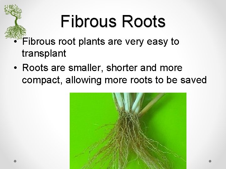 Fibrous Roots • Fibrous root plants are very easy to transplant • Roots are