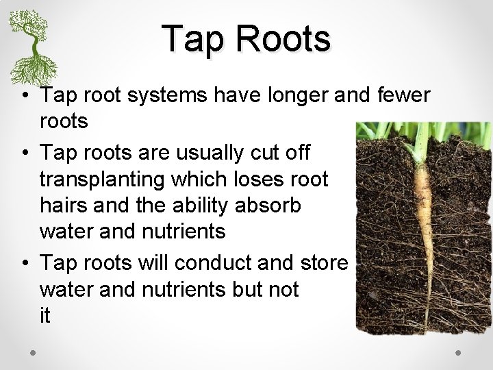 Tap Roots • Tap root systems have longer and fewer roots • Tap roots