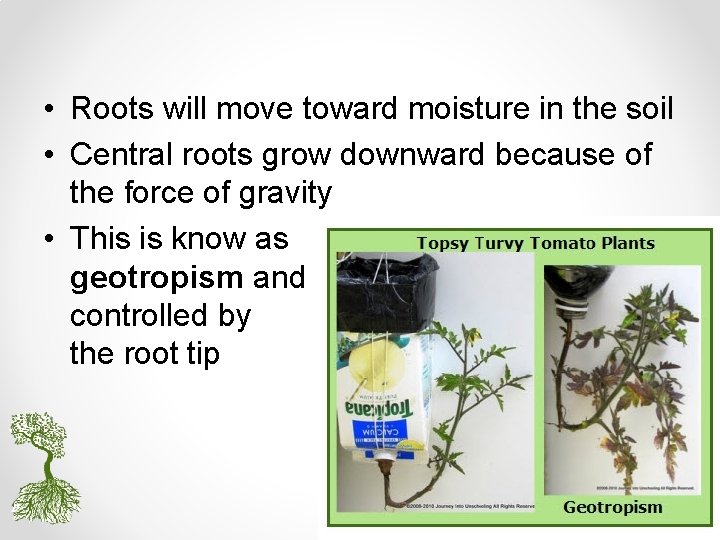  • Roots will move toward moisture in the soil • Central roots grow